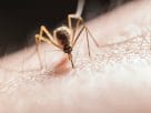 A close up of a bug representing the summer virus warning for families