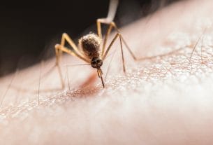 A close up of a bug representing the summer virus warning for families