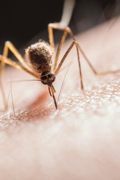 A close up of a bug representing the summer virus warning for families