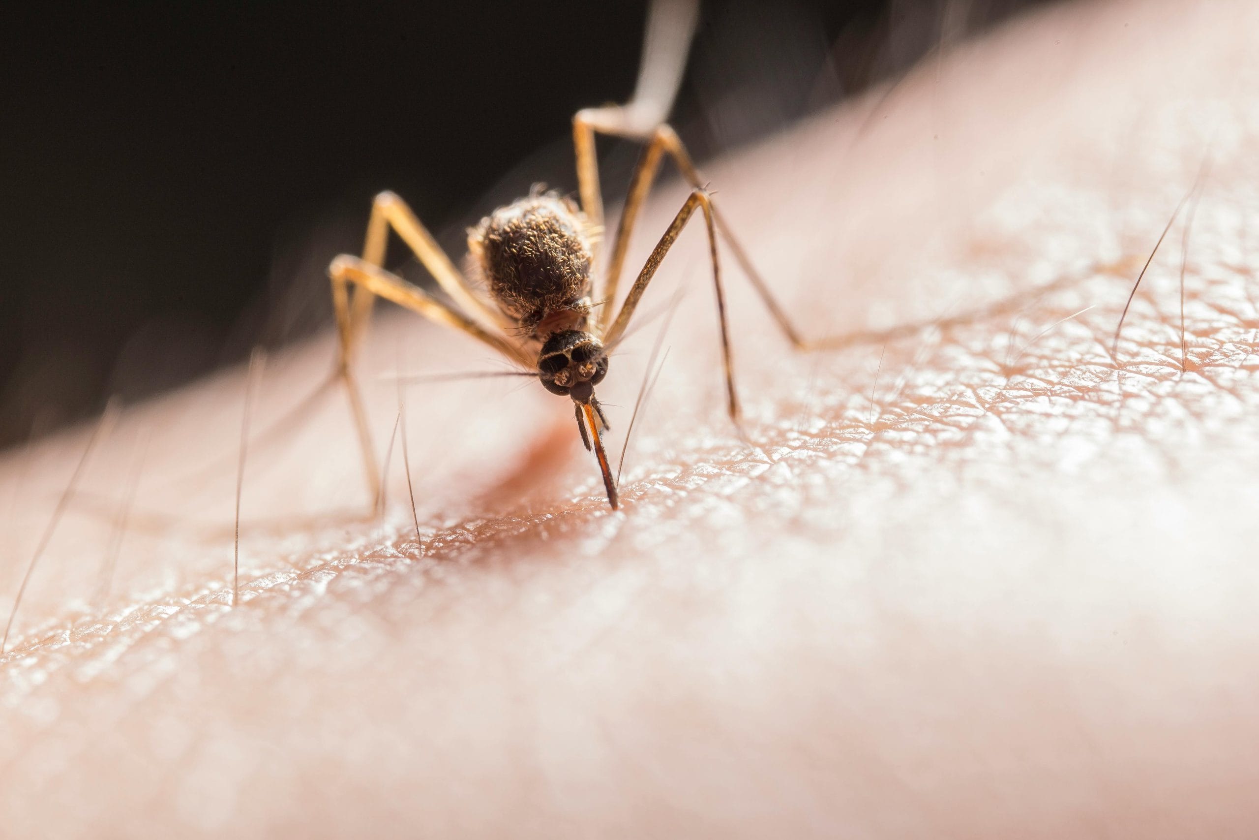 A close up of a bug representing the summer virus warning for families